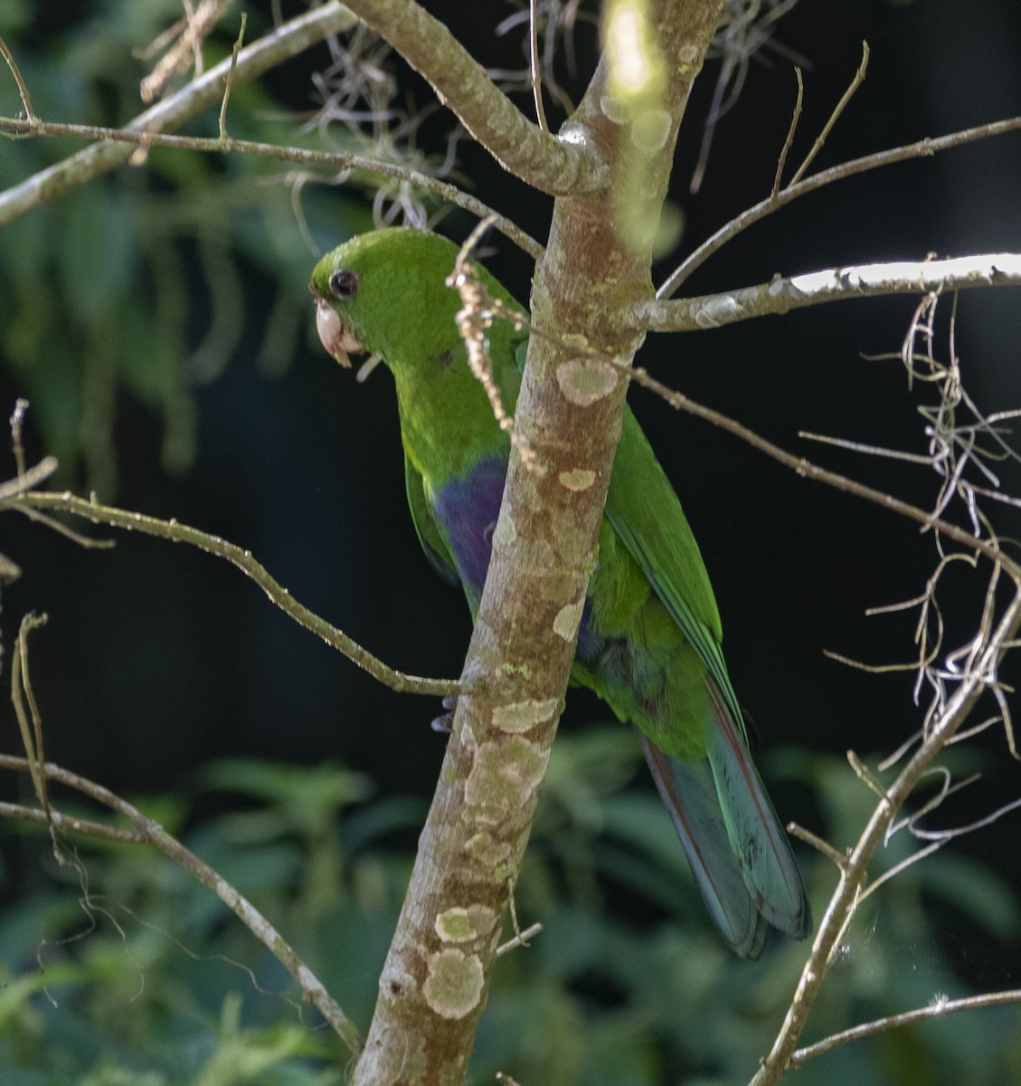 Blue-bellied Parrot - ML643347407