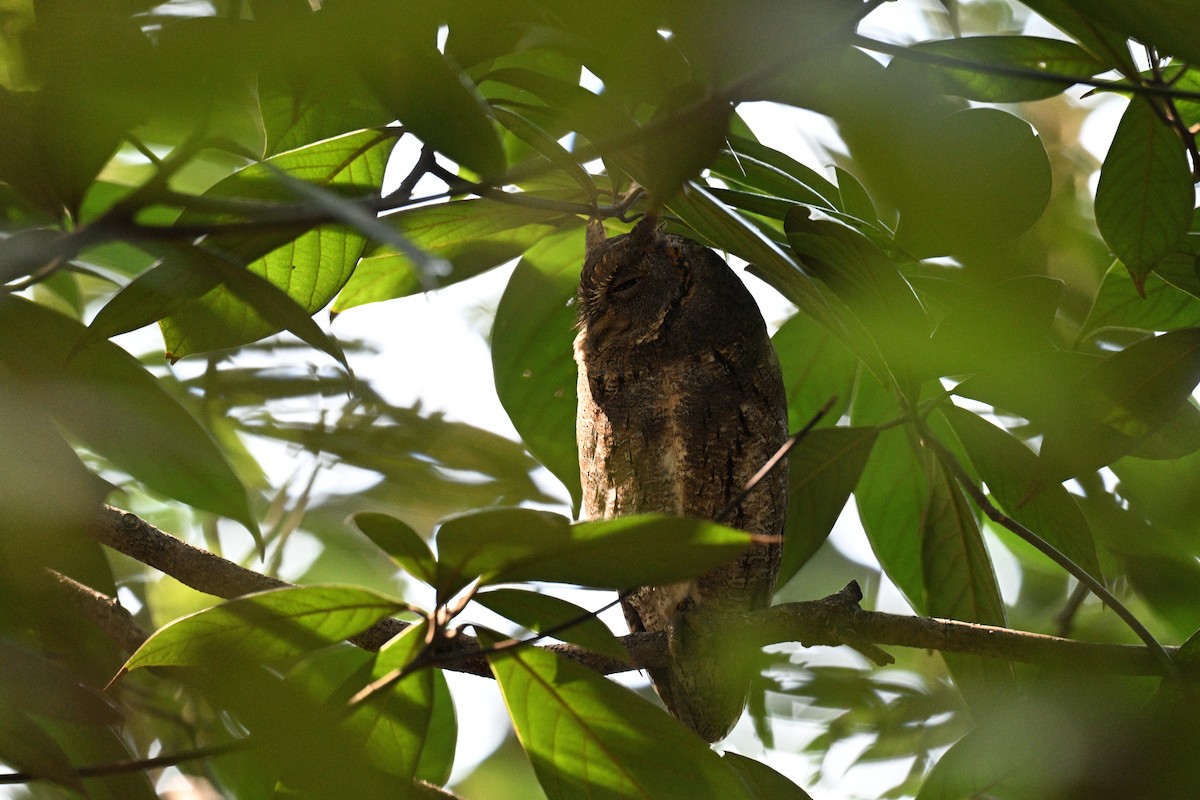 Oriental Scops-Owl - ML643347408