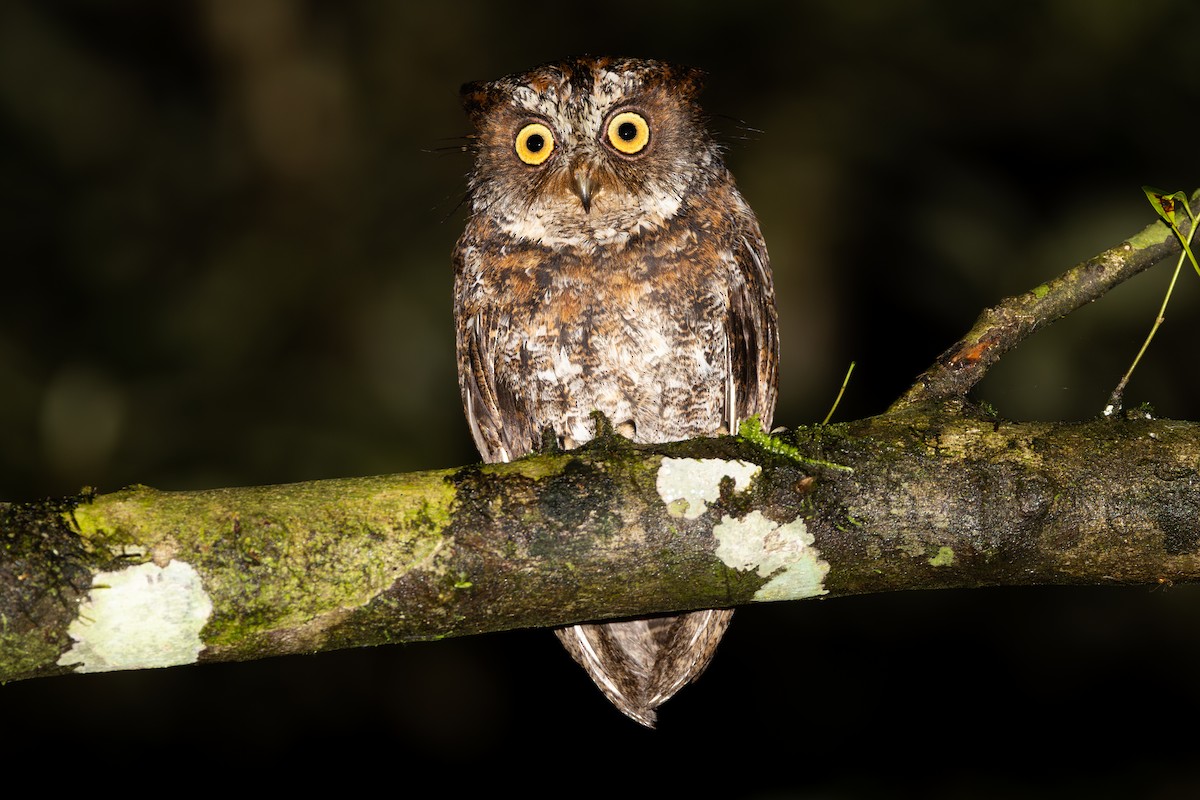 Luzon Scops-Owl - ML643347409