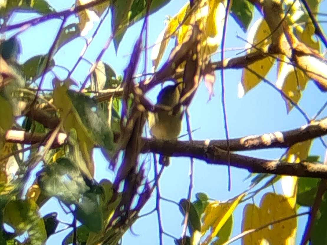 Sunda Honeyeater - ML643347424