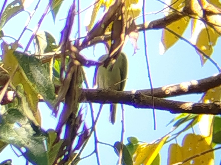 Sunda Honeyeater - ML643347425