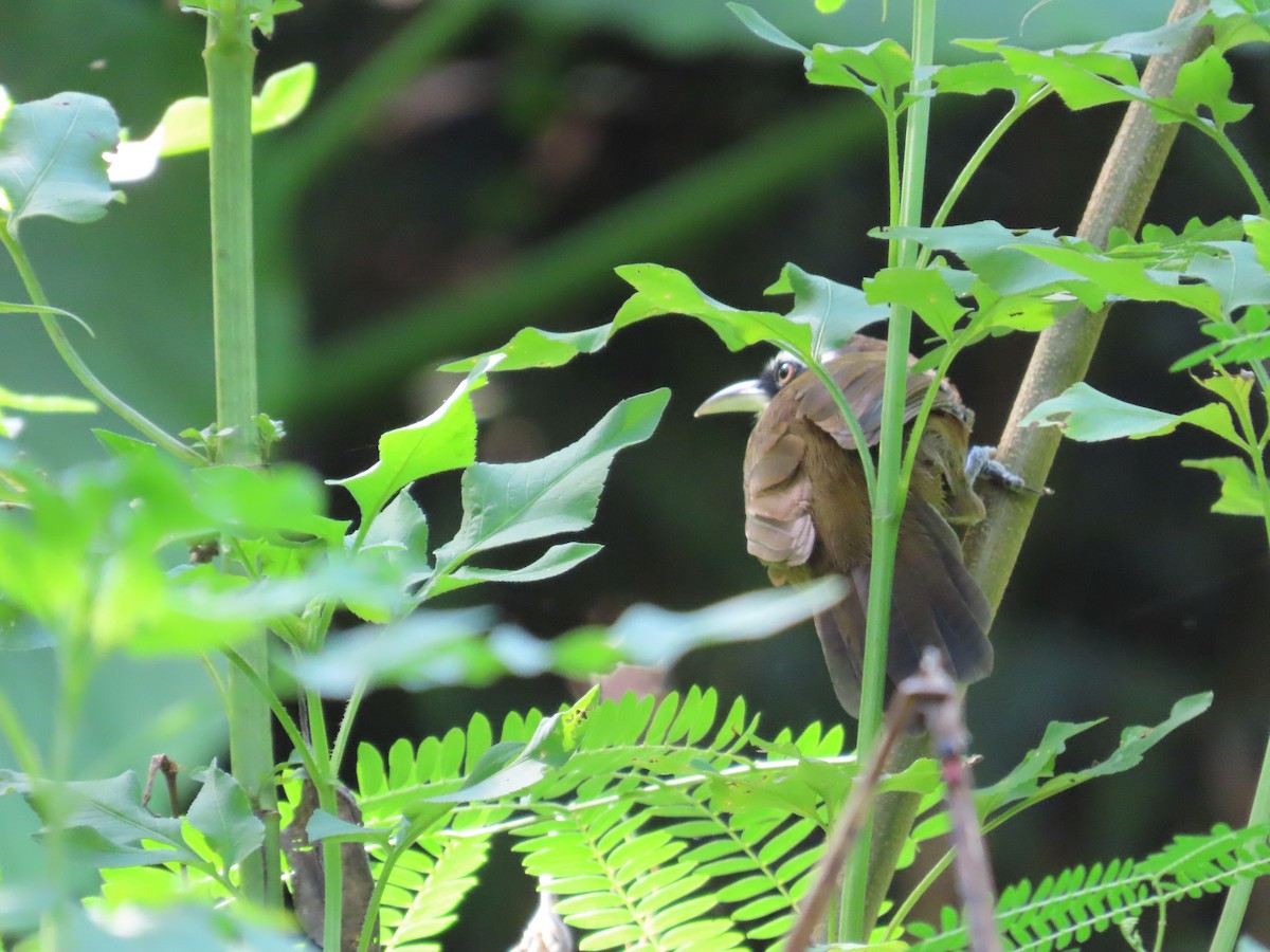 Taiwan Scimitar-Babbler - ML643347448