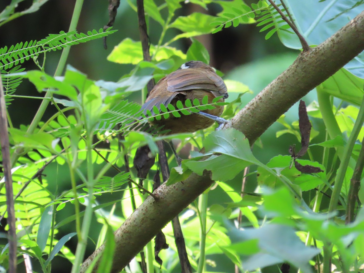 Taiwan Scimitar-Babbler - ML643347449
