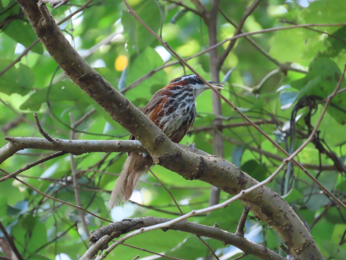 Taiwan Scimitar-Babbler - ML643347474
