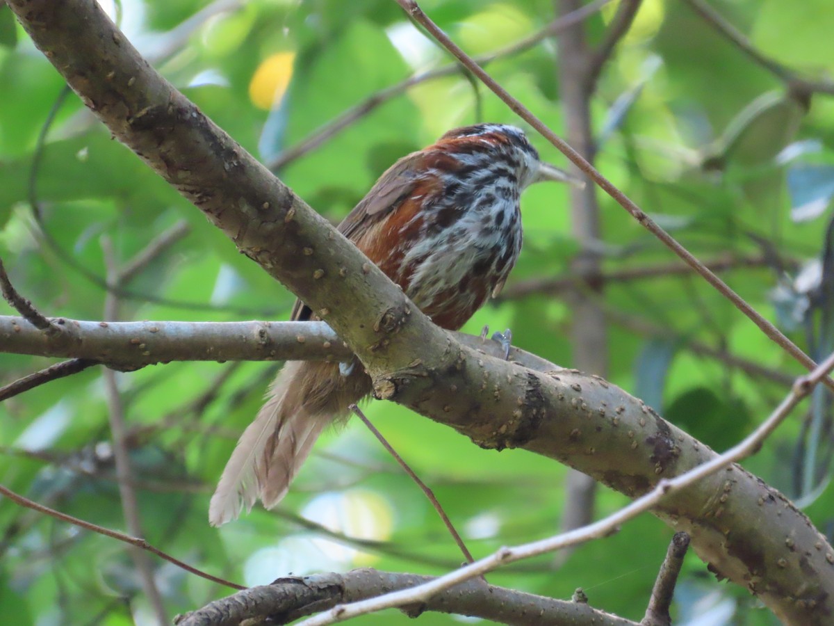 Taiwan Scimitar-Babbler - ML643347475