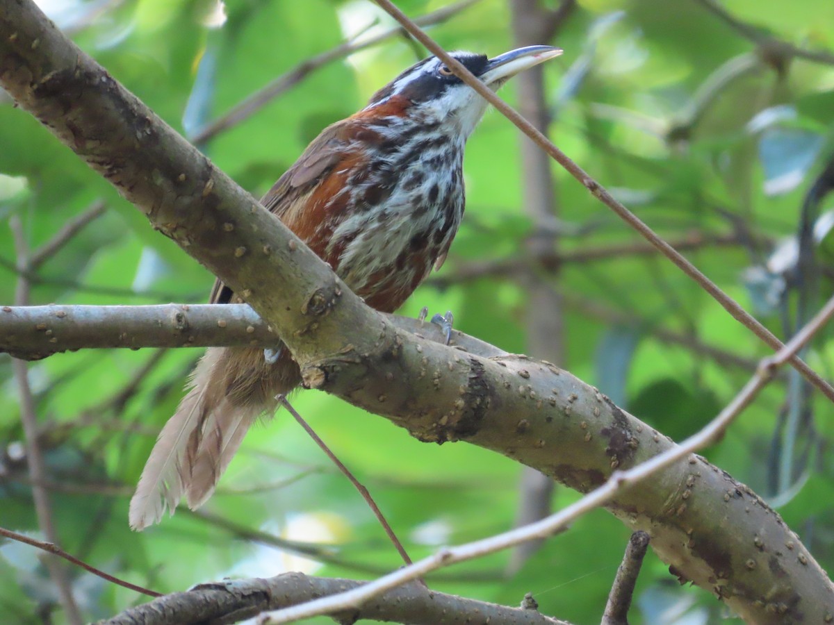 Taiwan Scimitar-Babbler - ML643347476