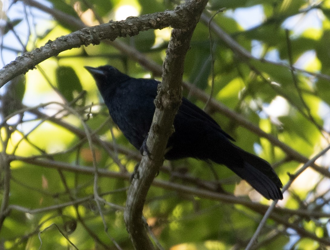 Ruby-crowned Tanager - ML643347501