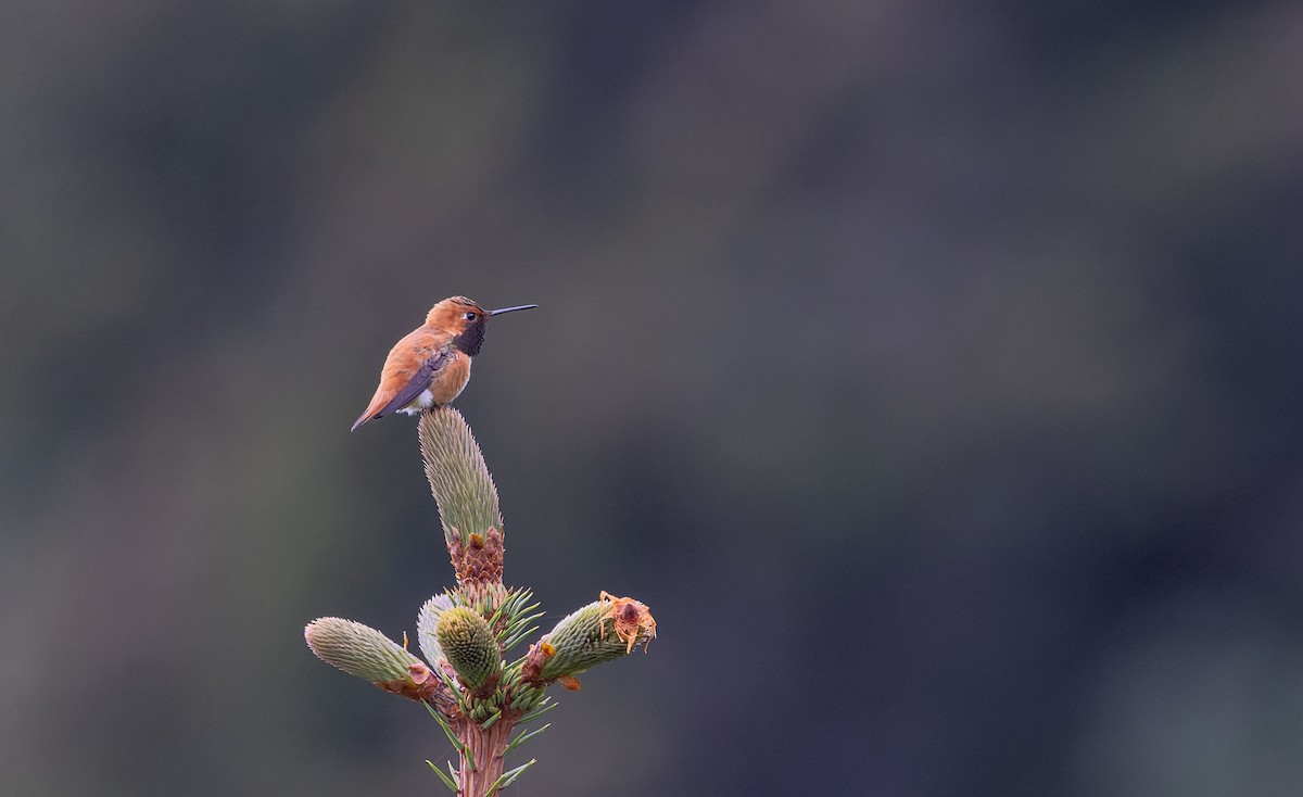 Rufous Hummingbird - ML643347513