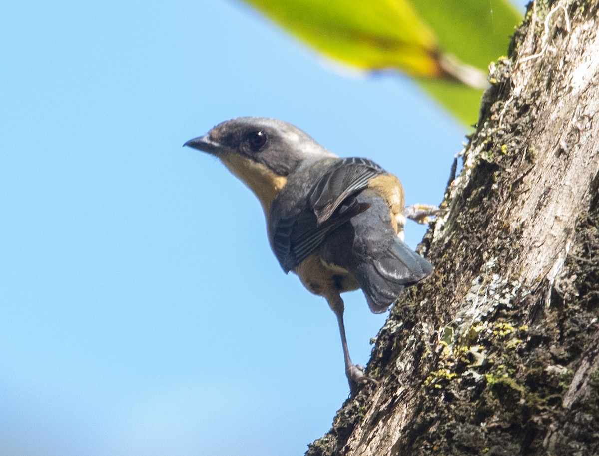 Fawn-breasted Tanager - ML643347516