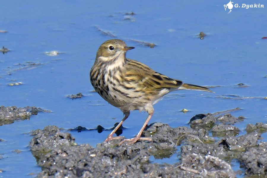 Meadow Pipit - ML643347534