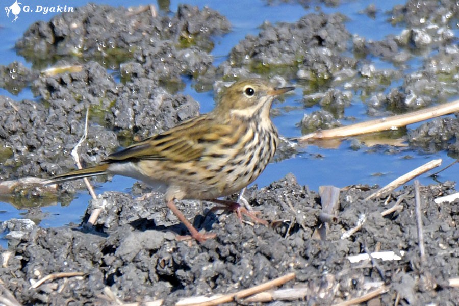 Meadow Pipit - ML643347537