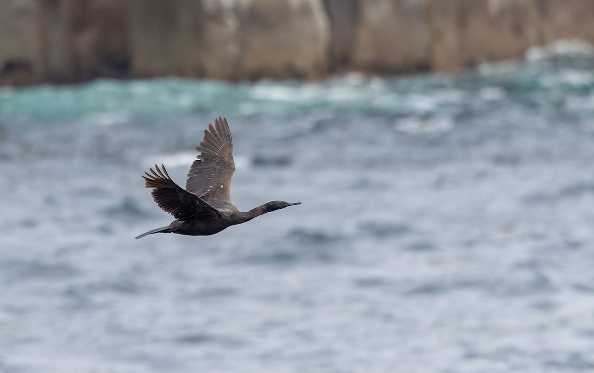 Pelagic Cormorant - ML643347559