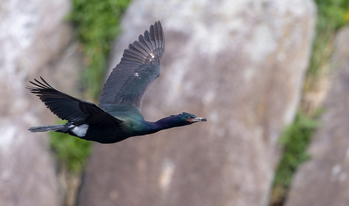 Pelagic Cormorant - ML643347560