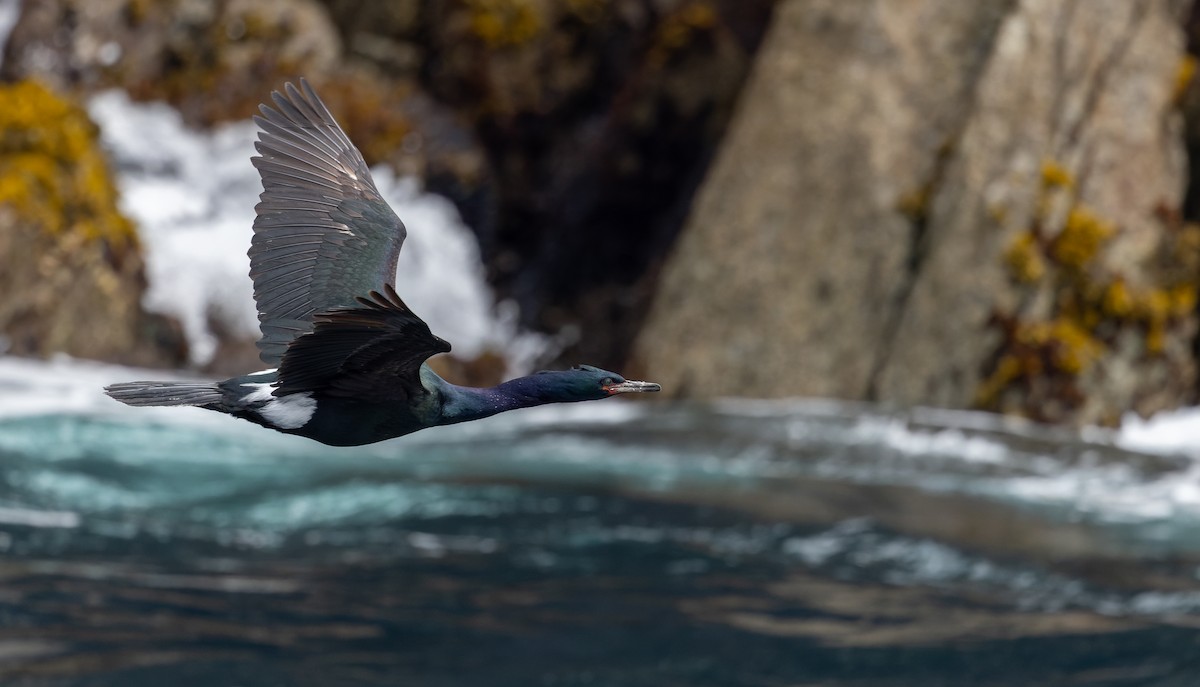 Pelagic Cormorant - ML643347561