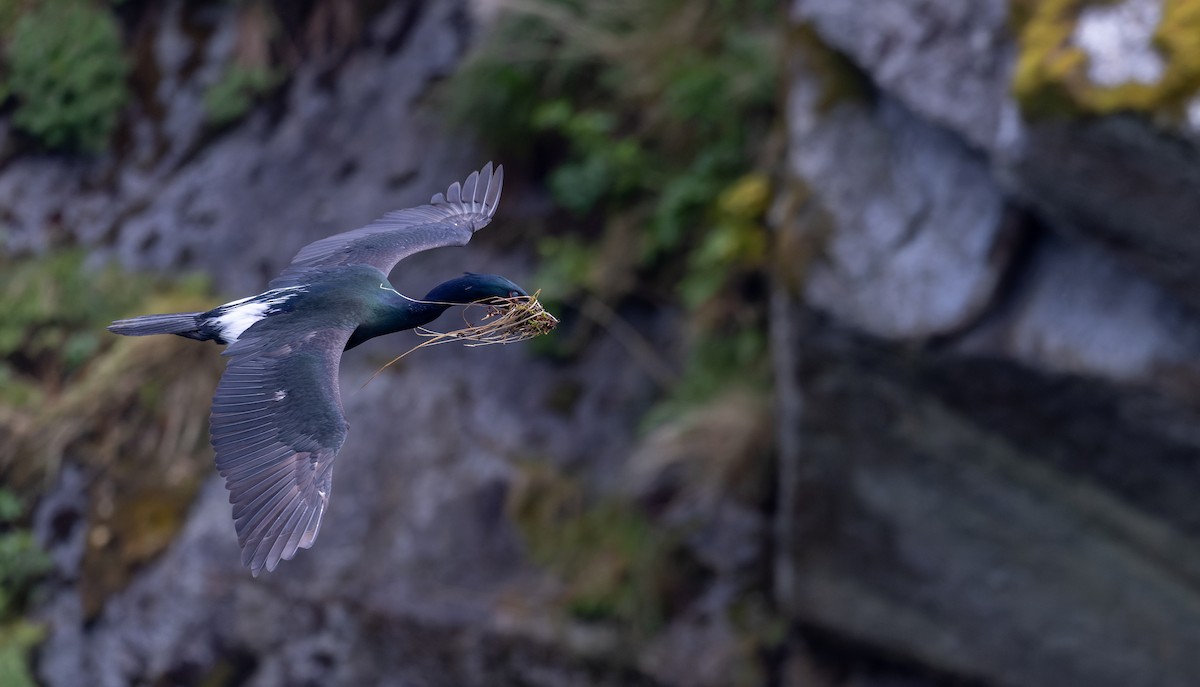 Pelagic Cormorant - ML643347562