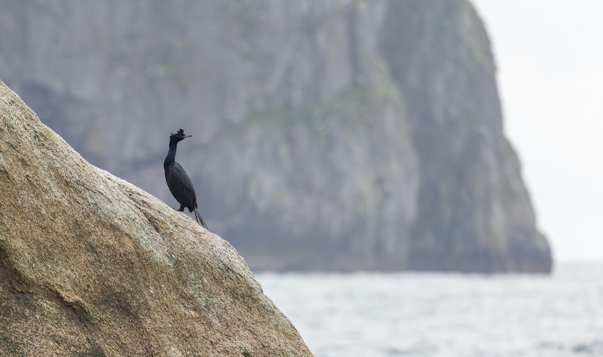 Pelagic Cormorant - ML643347566