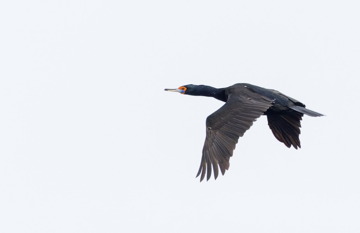 Red-faced Cormorant - ML643347568
