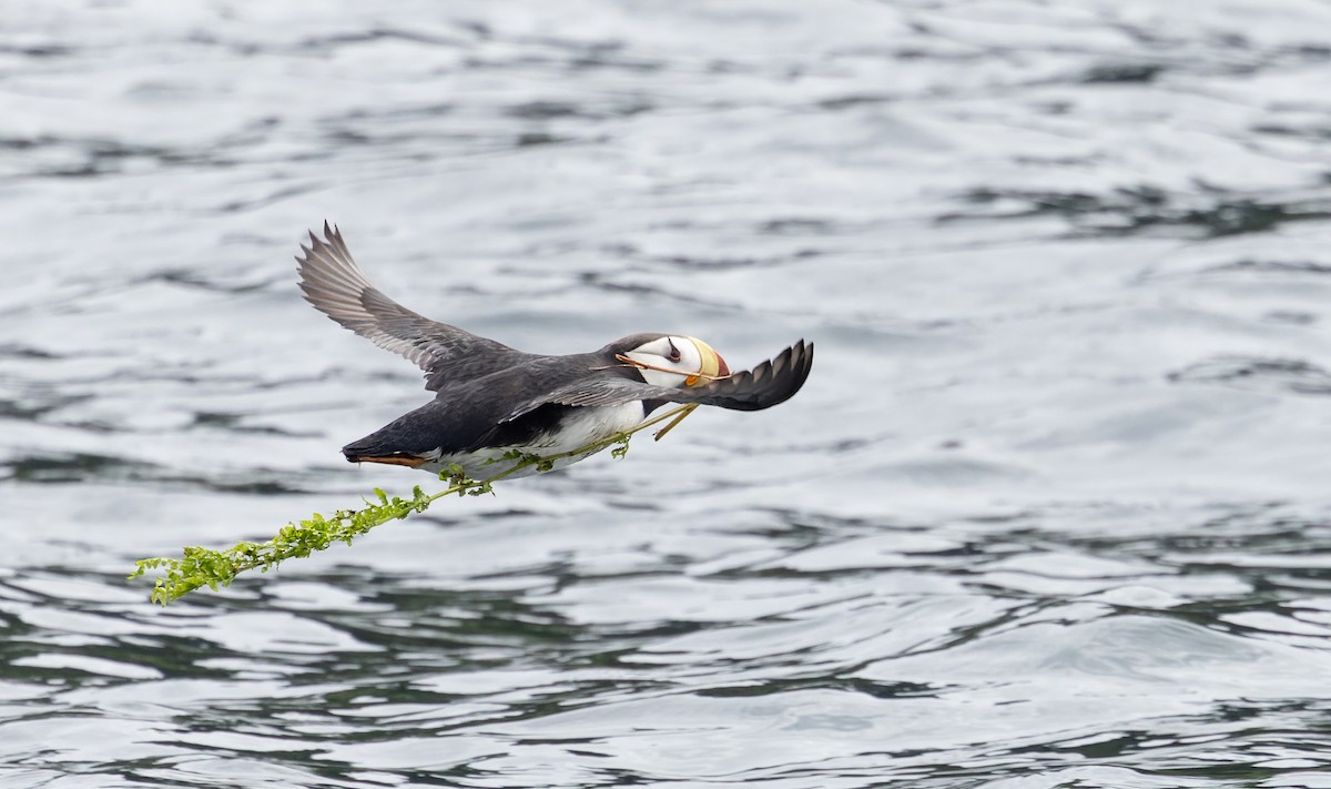Horned Puffin - ML643347576