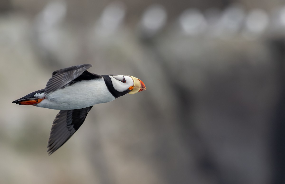 Horned Puffin - ML643347577