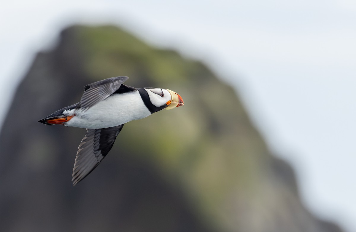 Horned Puffin - ML643347578