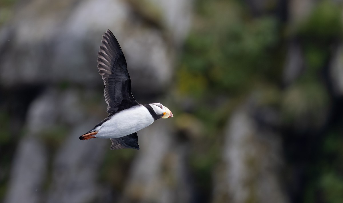 Horned Puffin - ML643347579