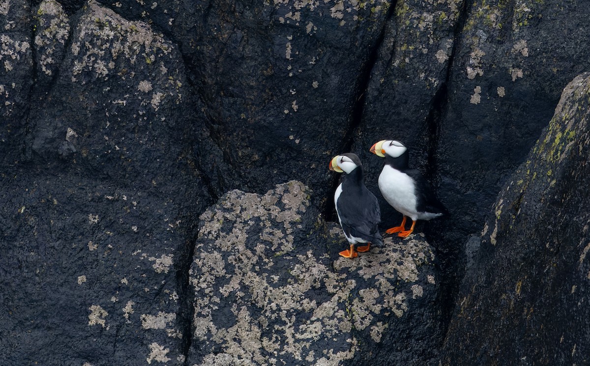 Horned Puffin - ML643347580