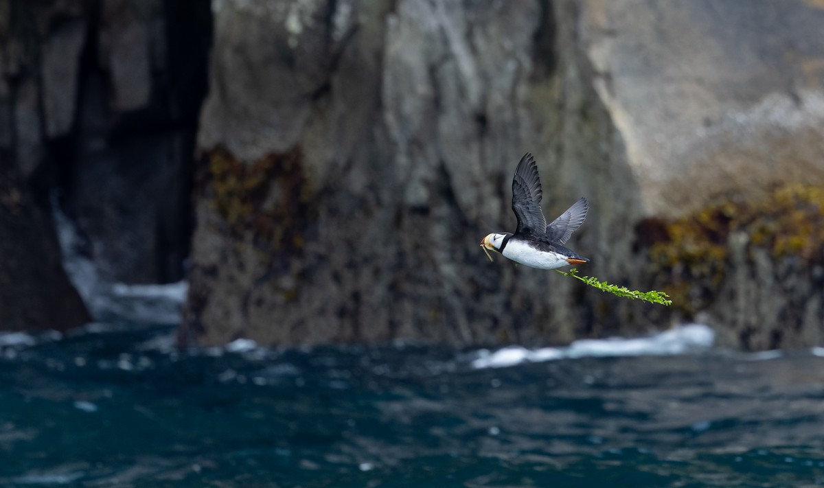 Horned Puffin - ML643347581