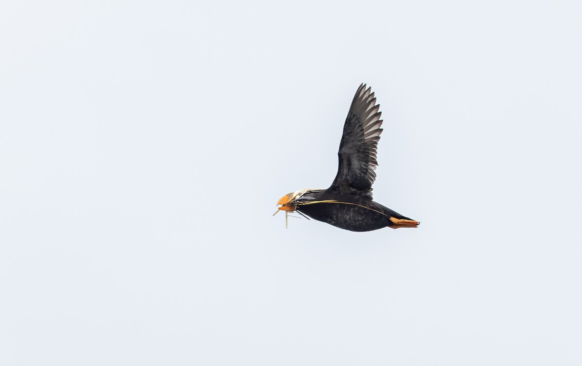 Tufted Puffin - ML643347583