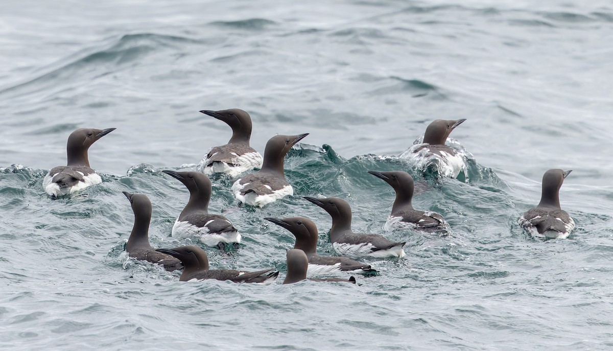 Common Murre - ML643347584