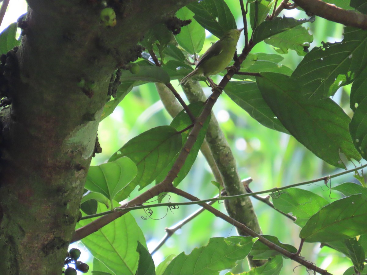Rufous-capped Babbler - ML643347585