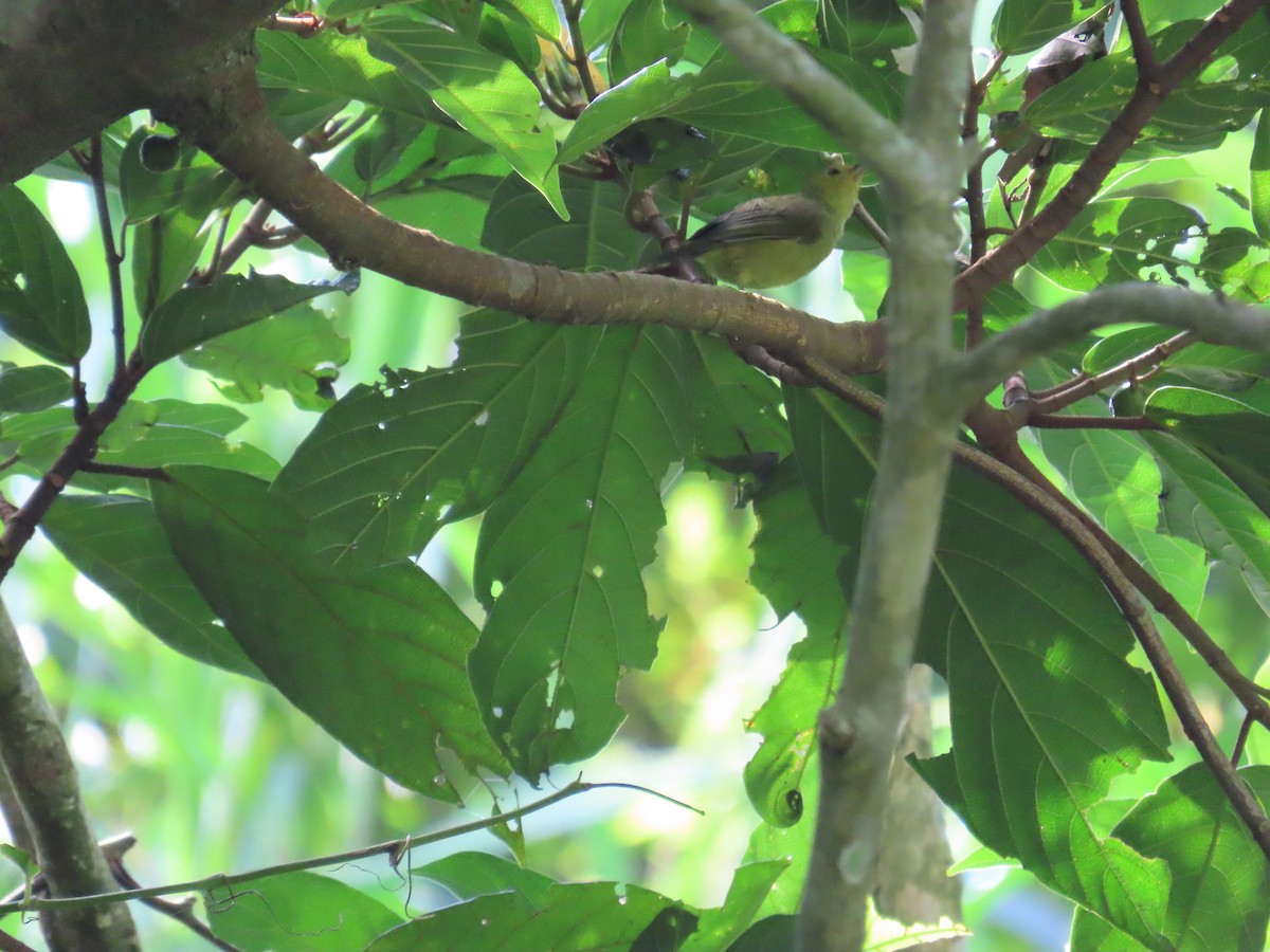 Rufous-capped Babbler - ML643347586