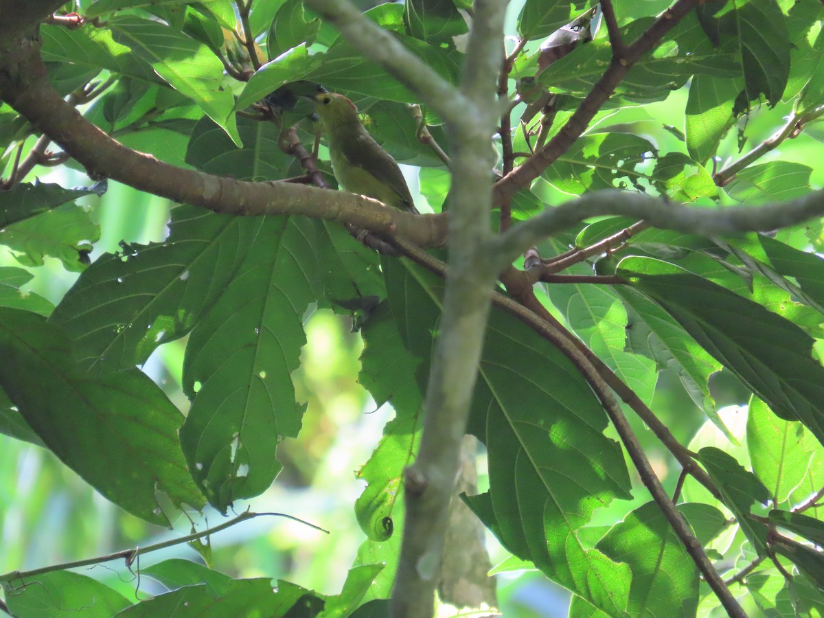 Rufous-capped Babbler - ML643347587