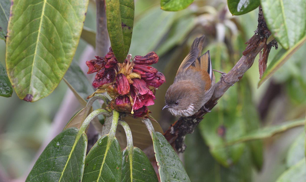 Коричневая фульветта - ML643347590