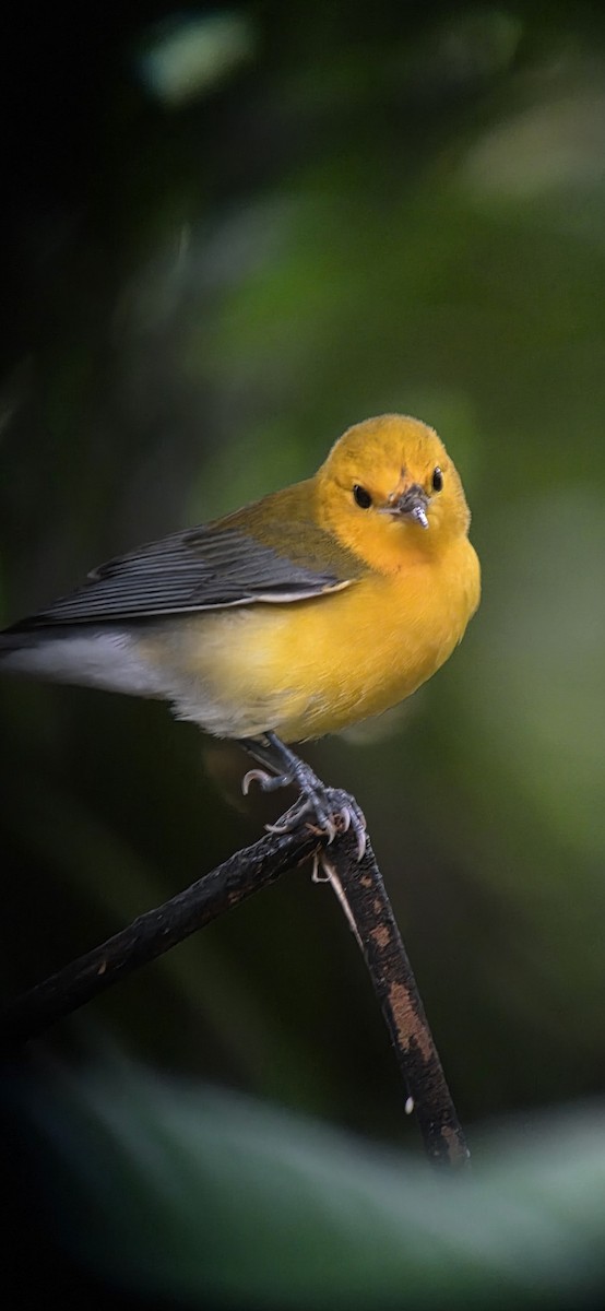 Prothonotary Warbler - ML643347592