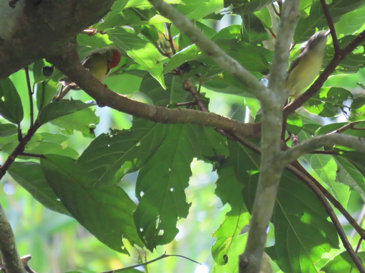 Rufous-capped Babbler - ML643347607
