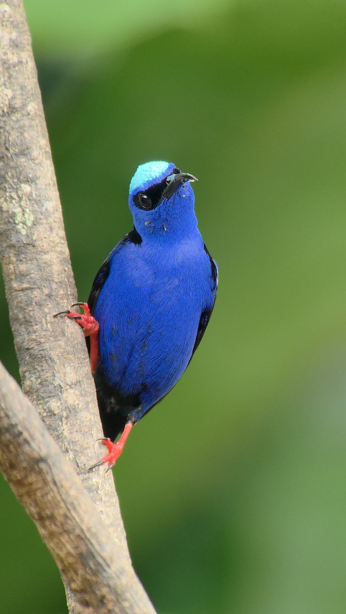 Red-legged Honeycreeper - ML643347624