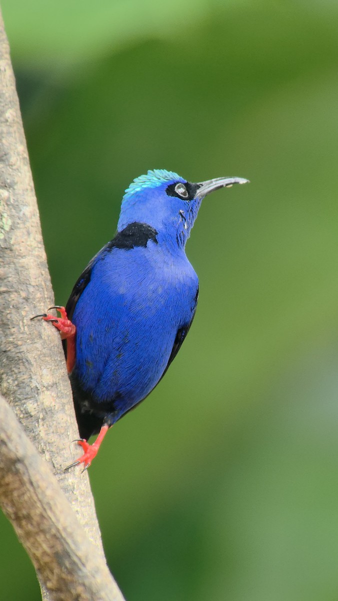 Red-legged Honeycreeper - ML643347625