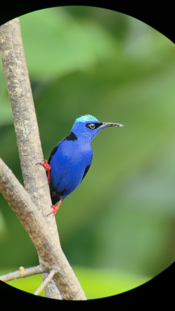 Red-legged Honeycreeper - ML643347626
