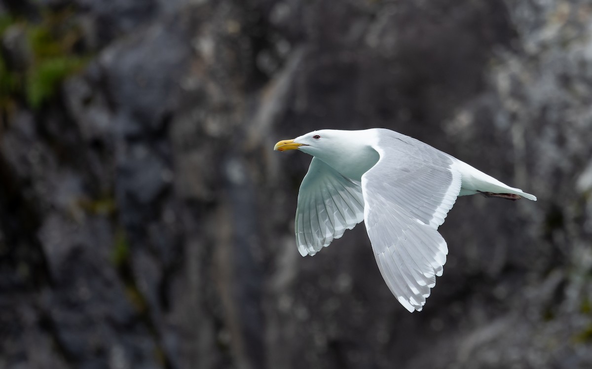 Glaucous-winged Gull - ML643347638