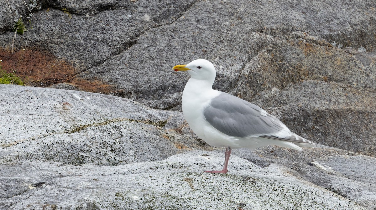 Glaucous-winged Gull - ML643347639