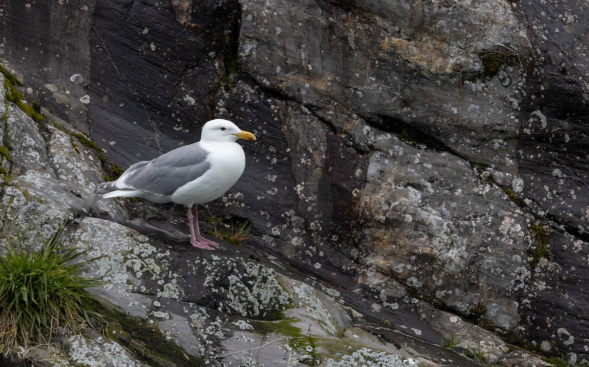 Glaucous-winged Gull - ML643347640