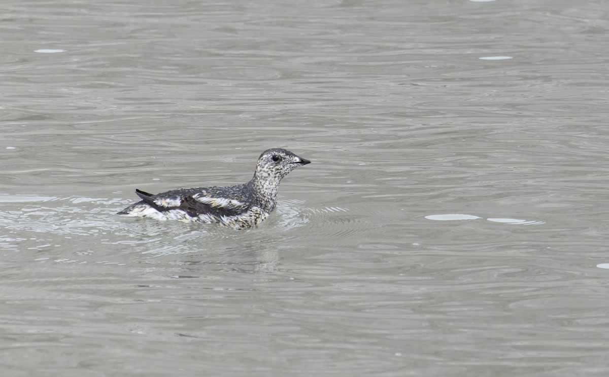 Kittlitz's Murrelet - ML643347645