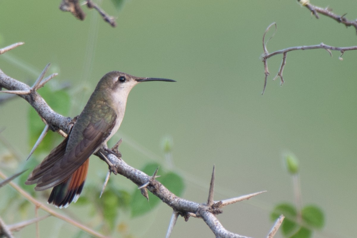 Ruby-topaz Hummingbird - ML643347646