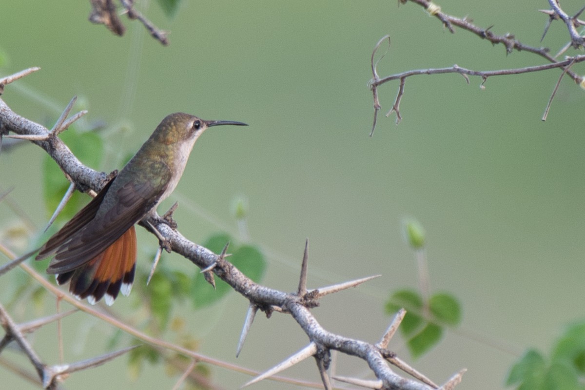 Ruby-topaz Hummingbird - ML643347647