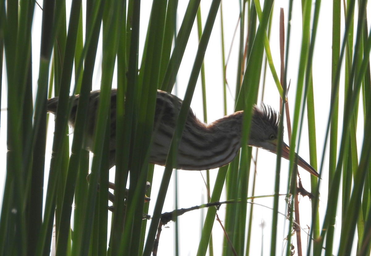 Yellow Bittern - ML643347655