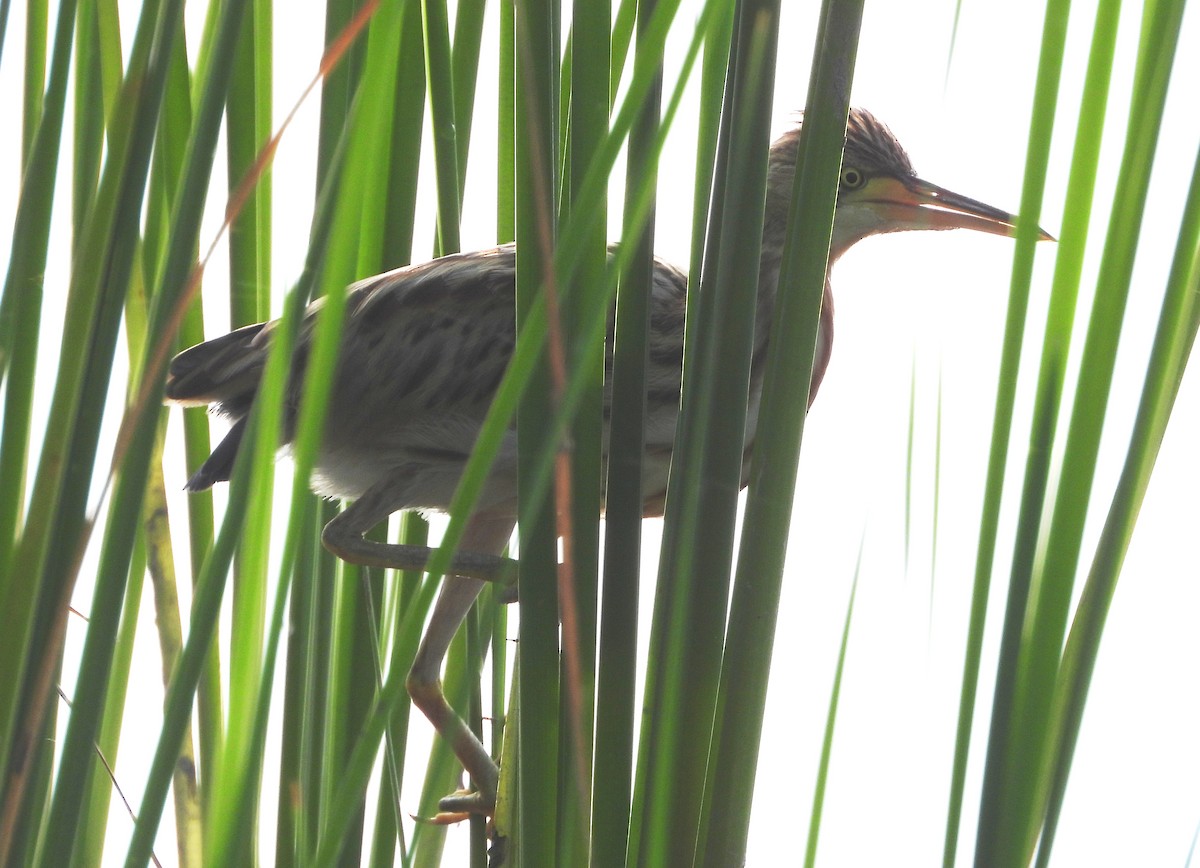 Yellow Bittern - ML643347656