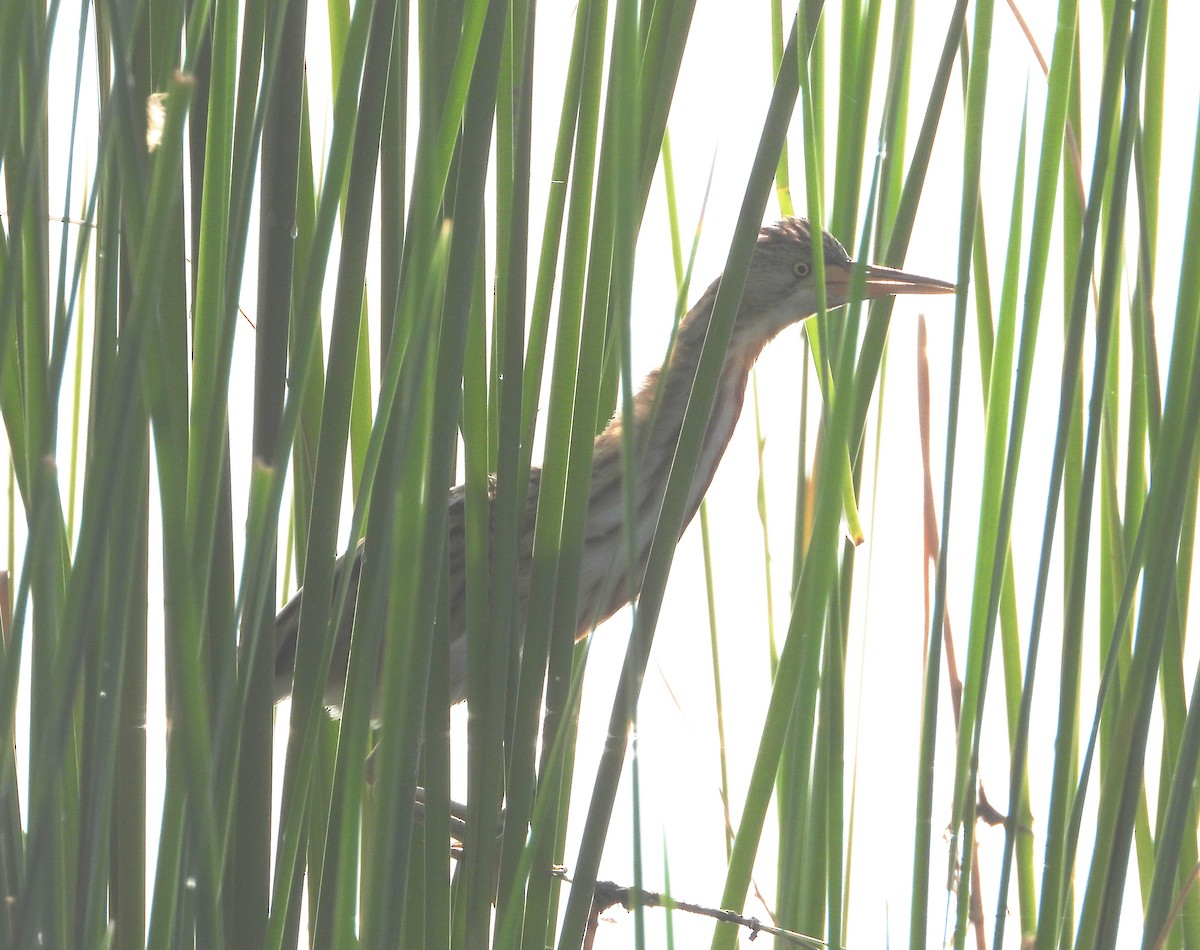 Yellow Bittern - ML643347657