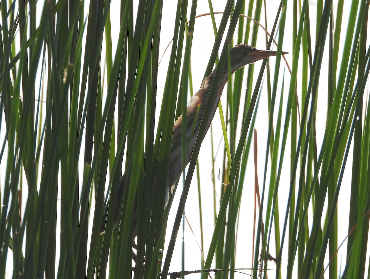 Yellow Bittern - ML643347658