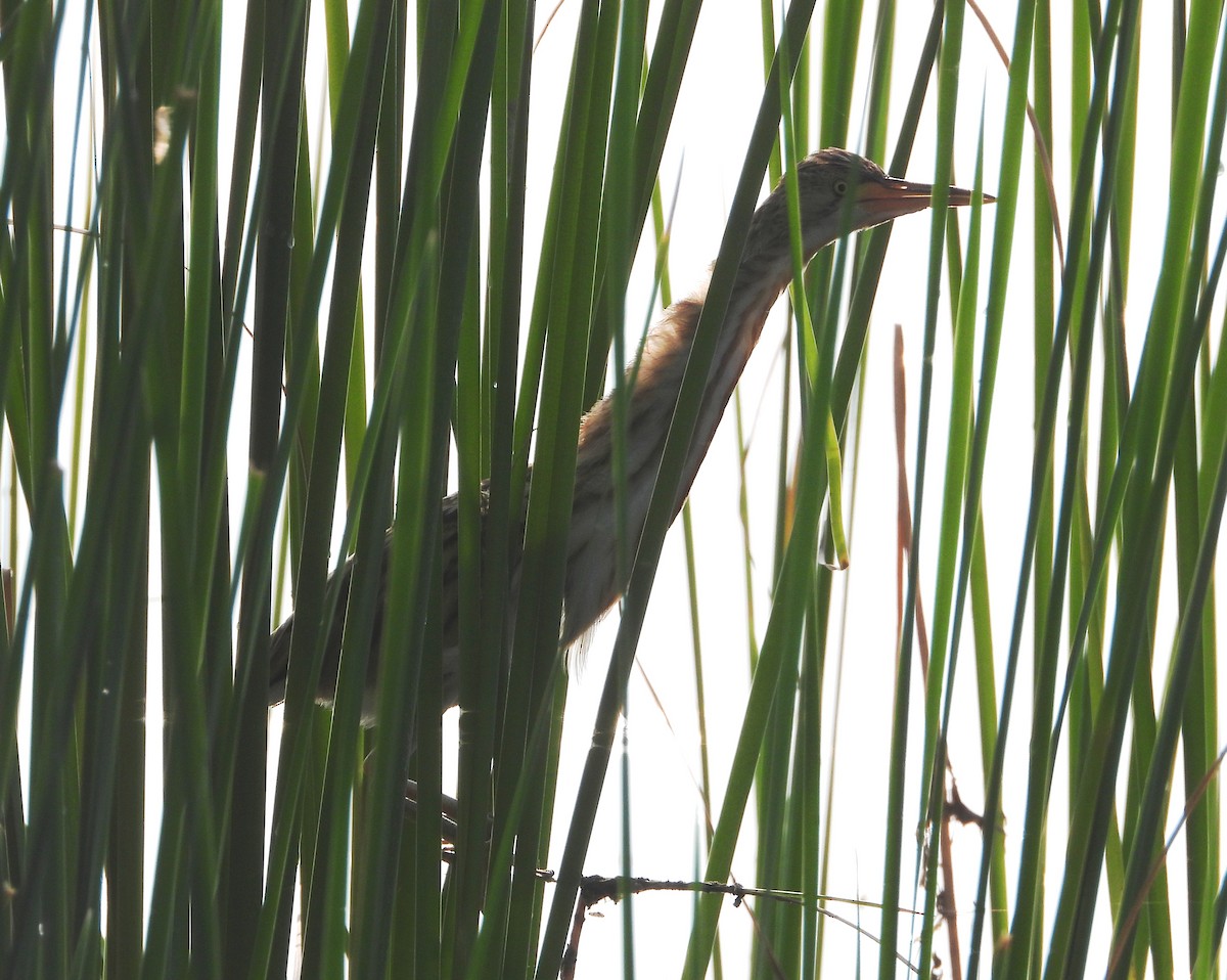 Yellow Bittern - ML643347659
