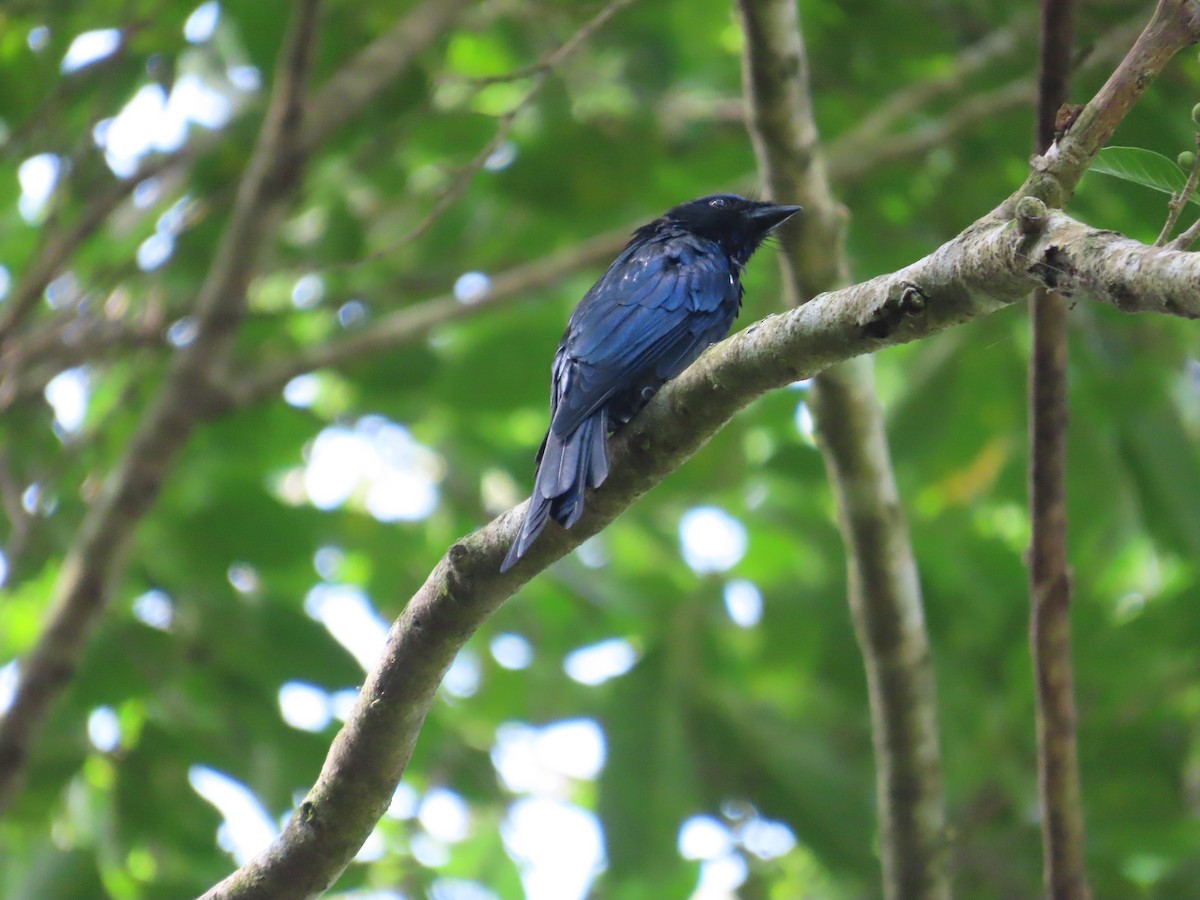 Bronzed Drongo - ML643347661